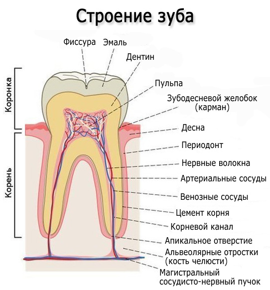 Схема Зуба Фото